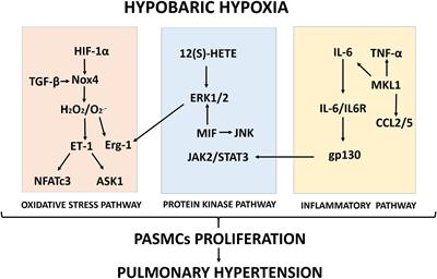 Oxidative Stress, Kinase Activation, and Inflammatory Pathways Involved in Effects on Smooth Muscle Cells During Pulmonary Artery Hypertension Under Hypobaric Hypoxia Exposure